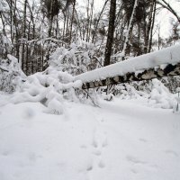 Следы на снегу :: Сергей Мягченков