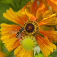 Цветок и пчеломух :: Алёна Романова