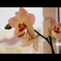 орхидея :: Zhansyly B