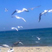 чайки над морем :: Дарья Неживая