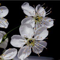 цветы вишни :: Наталья Крюкова