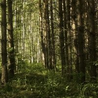 Два леса :: Вадим Губин