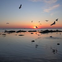 Морской закат с чайками :: Александр Гризодуб