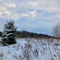 Зимний день в лесу :: Юрий Митенёв