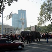 слонов по улицам водили :: oxana 