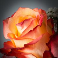 Прекрасная роза :: Александр Потапов