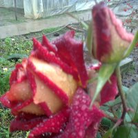Зимняя роза :: Натали Жоля