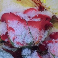 Розы и снег :: Владимир Павлов