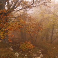 Осенний Крымский лес :: Михаил Баевский