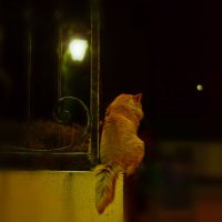 Кот смотрит на луну) :: Евгения Красова