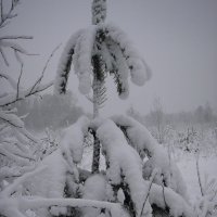 Ёлка под снегом :: Снежанна 