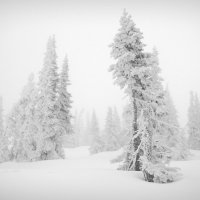 Siberian winter :: Sergey Shcheblykin
