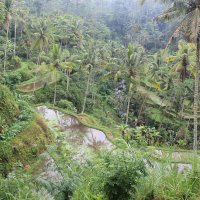 Рисовые террасы в джунглях Бали :: pather_alexiy 