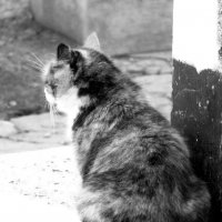 один день из жизни кошки.. :: Svetlana Titova