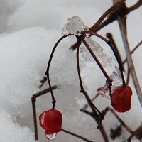 А мы ещё с той осени.... :: Николай Денежкин