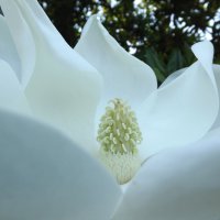 magnolia :: meruert_m 