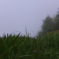 Утренний туман :: Елена 