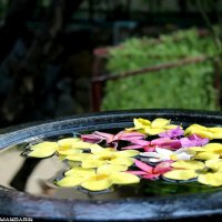 Тайские цветы:)) :: Виктория Данилова