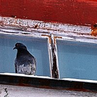 Одинокий голубь на карнизе за окном.... :: елена юлашева