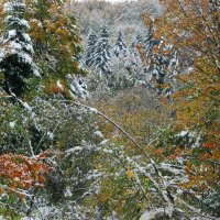 білий сніг на зеленому листі-1 :: Богдан Вовк