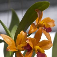 День орхидеи #3 :: Нина Ковзель