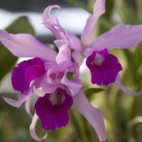 День орхидеи #4 :: Нина Ковзель