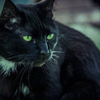 Black Cat :: frolinho 