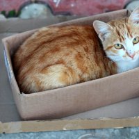 Кошка в коробке :: Дарья 