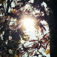 Солнышко пробивается сквозь листву :: Svetlana Titova