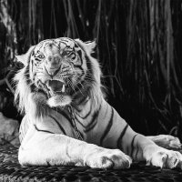 Белый тигр :: Виктор Выдрин