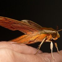 Ночная бабочка :: Нина Штейнбреннер