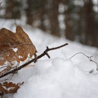 Зимний лес :: Илона Рукобратская