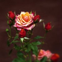 Осень розы :: Владимир Кроливец
