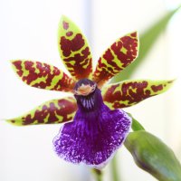 Ах,эти орхидеи ... :: Екатерина К