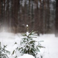 елочка в  зимнем лесу! :: Анна Бовсуновская