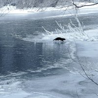 Таежная красавица (2) :: Нина северянка