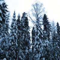 В зимней шубе лес стоит. :: Елена Р 