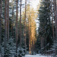 Солнце в лесу! :: Борис Устюжанин