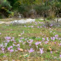 27.11.12 Безвременник, сын первого дождя (Colchicum steveni) :: Борис Ржевский