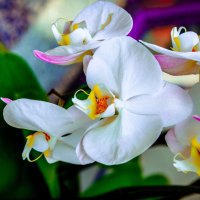 Орхидея :: Ангелина Хасанова