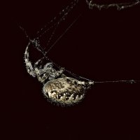 Ночная Жизнь паука :: Анастасия 