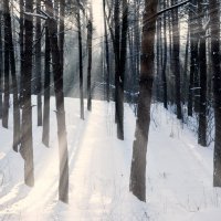 лес просыпается :: Vladislav Rogalev