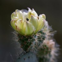 Цветок кактуса :: markfoto 