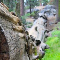 Sequoia :: Анна Бехтина