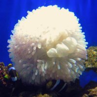 подводная хризантема :: шушана 