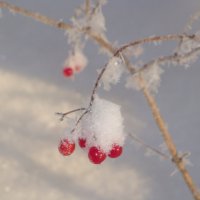 Ягодка в снегу :: Вероника Васюченкова