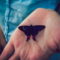 Бабочка на руке :: Дмитрий Иванов