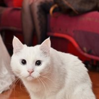 Белый кот :: Масяня Солнышкина