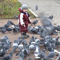 голуби :: ник. петрович земцов