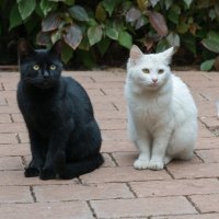 Белая кошка. черный кот :: Сергей Вахов